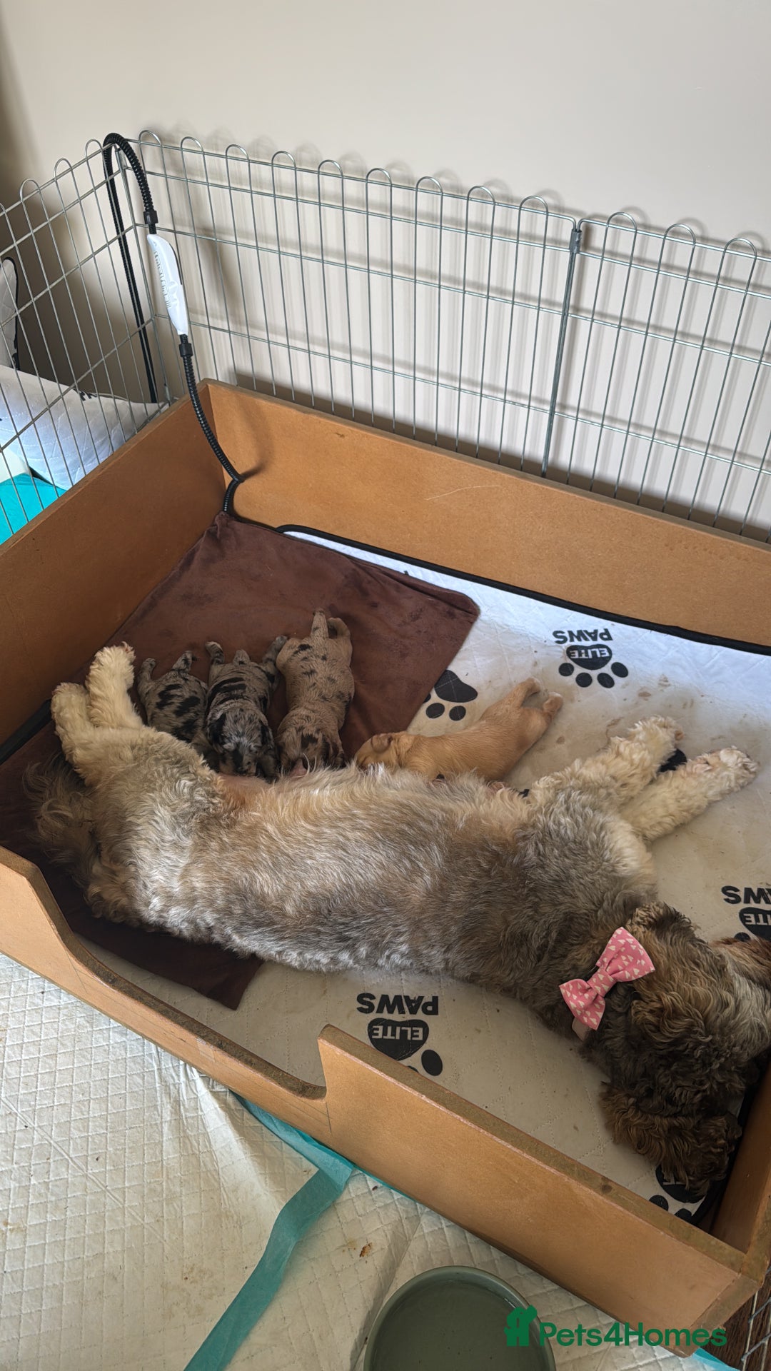Cockapoo dogs for sale: Merle F1B Cockapoo Puppies - Image 16
