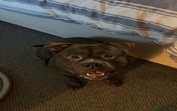 American Bully dogs for sale: Pocket Bully  - Image 2