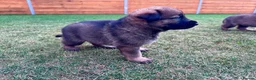 German Shepherd dogs for sale: KC Registered German Shepard Puppies 🐾🐾🐾 - Advert 13
