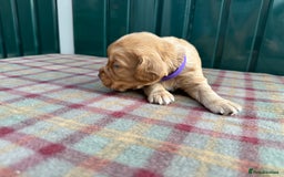Cocker Spaniel dogs for sale: Working cocker spaniel puppies - Image 20