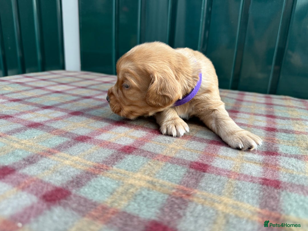 Cocker Spaniel dogs for sale: Working cocker spaniel puppies - Image 20