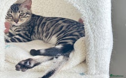 Bengal cats for sale: 🖤 TICA REGISTERED 🔥 ONLY 1 LEFT 🩶  - Image 6