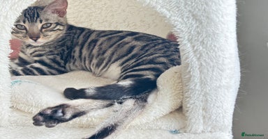 Bengal cats - Advert 3