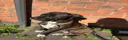 Mixed Breed dogs for sale: Last pup of the litter-ready for new home - Advert 3