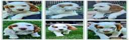 Cocker Spaniel dogs for sale: Lemon roan cocker spaniel in Bromyard - Advert 3