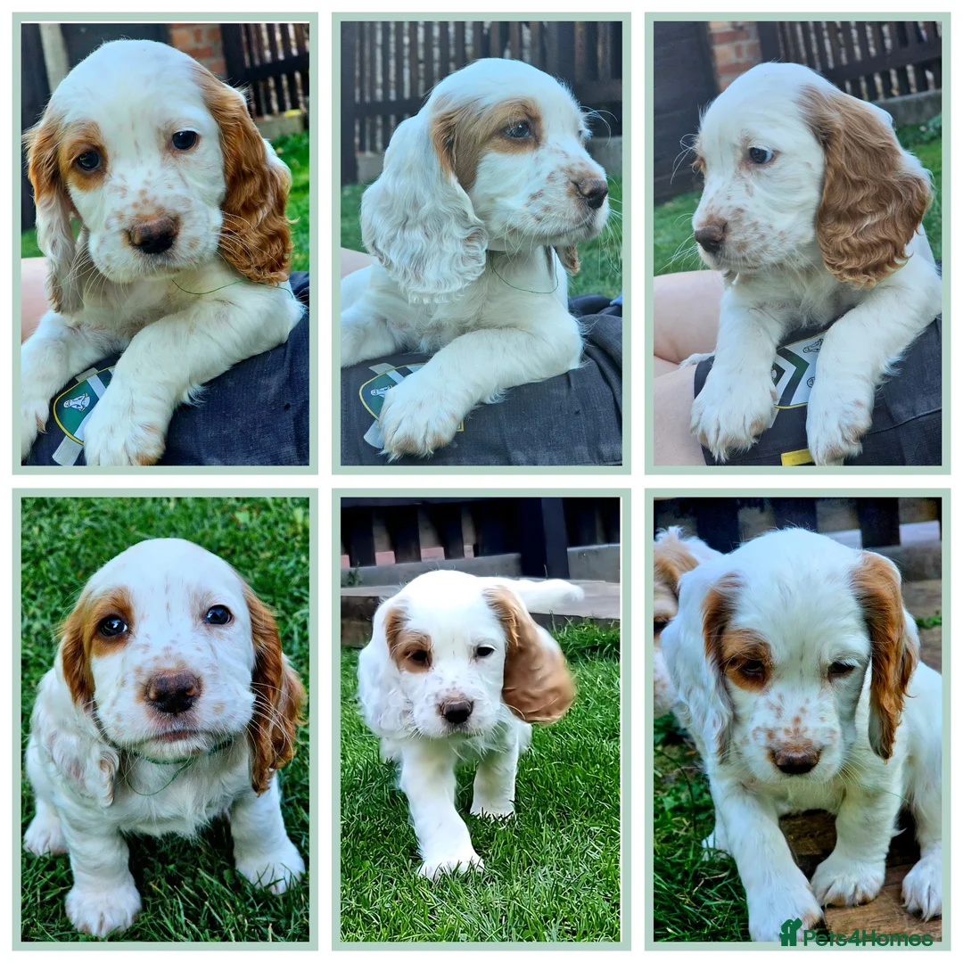 Cocker Spaniel dogs for sale: Lemon roan cocker spaniel in Bromyard - Advert 3