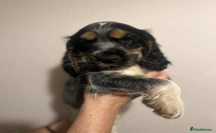 Cocker Spaniel dogs - Advert 2