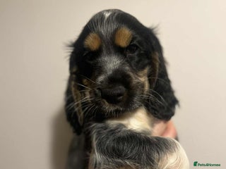 Cocker Spaniel dogs - Advert 14