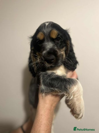 Cocker Spaniel dogs - Advert 2