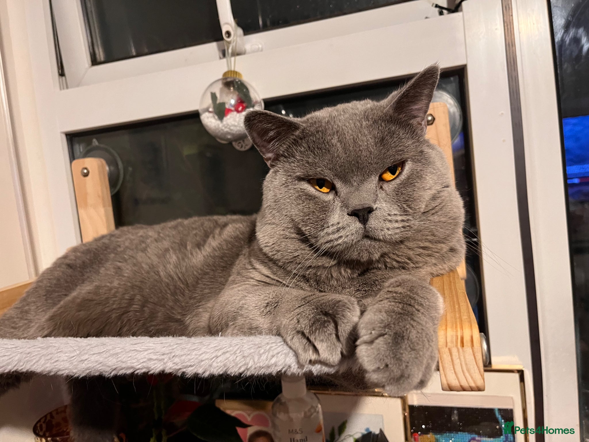 British Shorthair cats for sale: British shorthair & Scottish fold  - Advert 2
