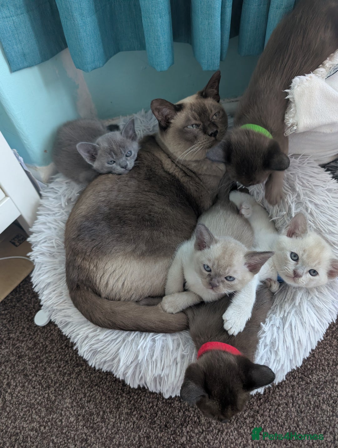 Burmese cats for sale: 5 bouncing beautiful Burmese boys - Image 13