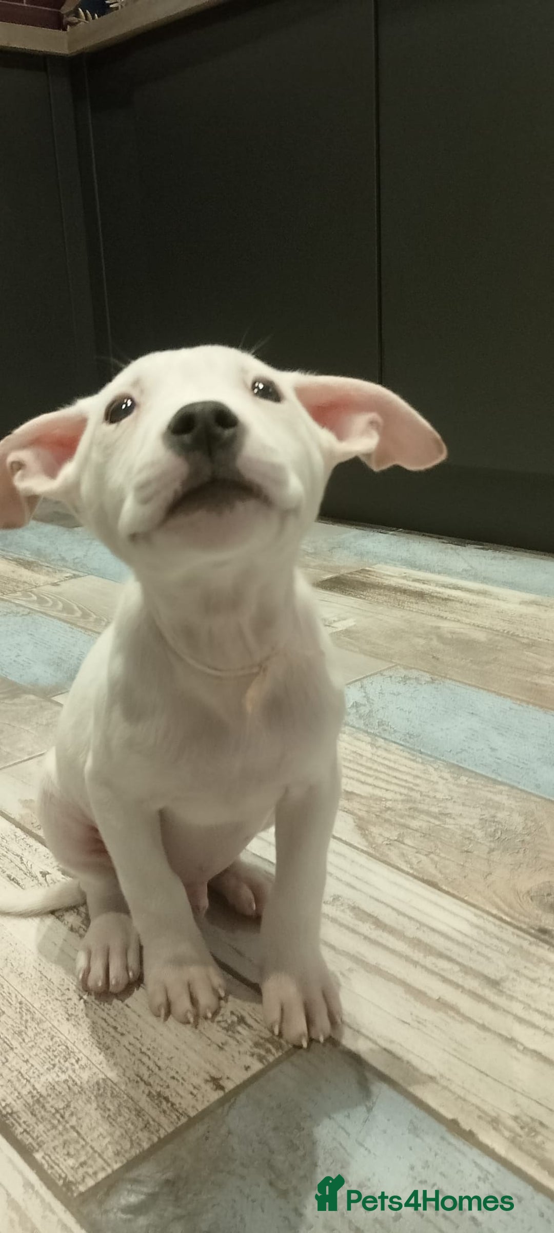 American Bulldog dogs for adoption: 5 GORGEOUS AM BULL X PUPS 12WKS OLD - Image 7