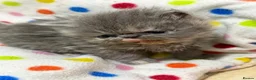 Persian cats for sale: GCCF registered Persian kittens  - Advert 3