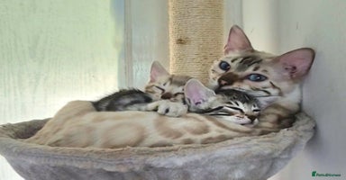 Bengal cats - Advert 4