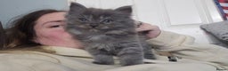 Persian cats for sale: 3 stunning Persian kittens ready now.  - Advert 15