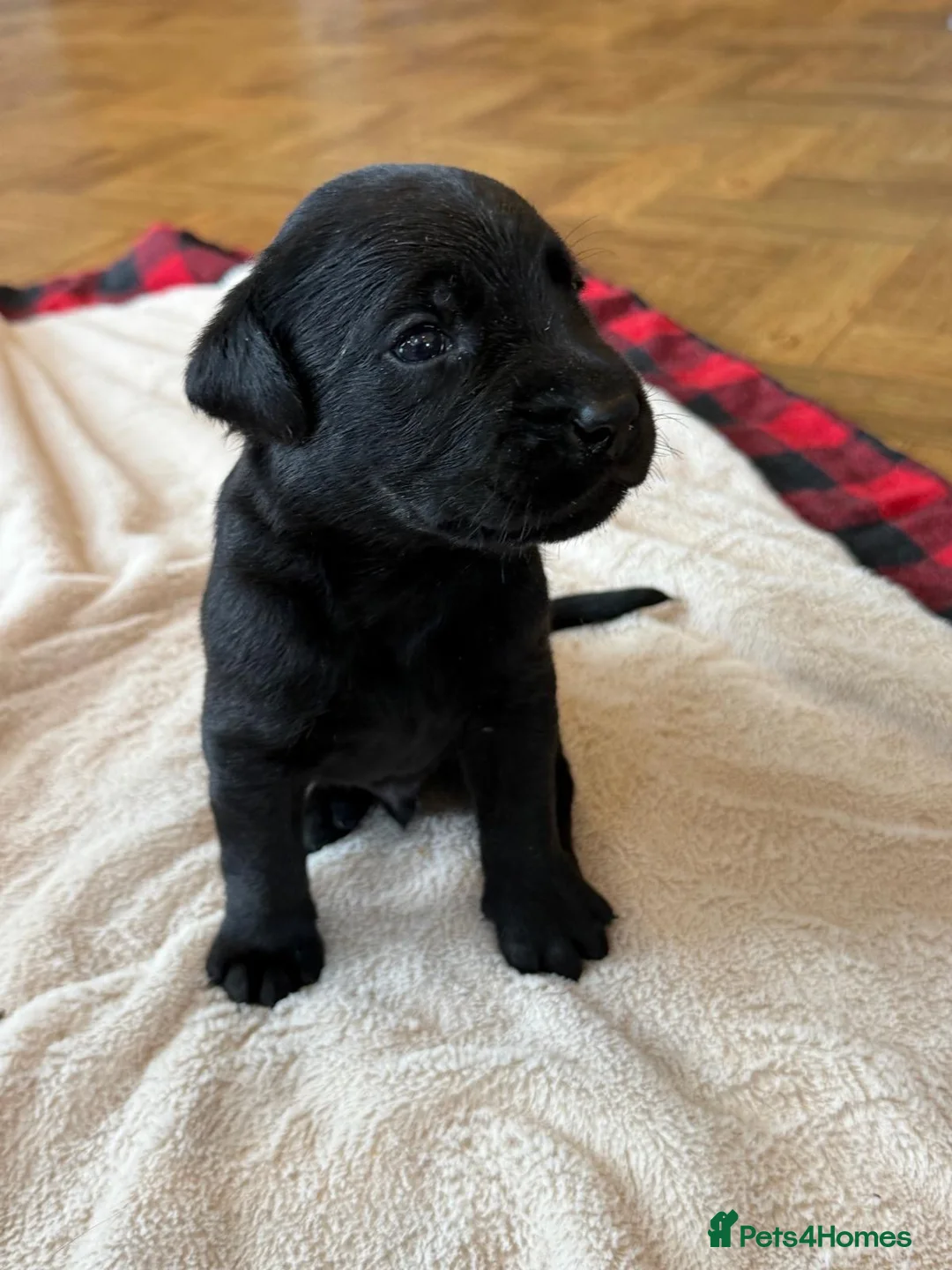 Labrador Retriever dogs for sale: Beautiful Show/working Labrador puppies  - Advert 19