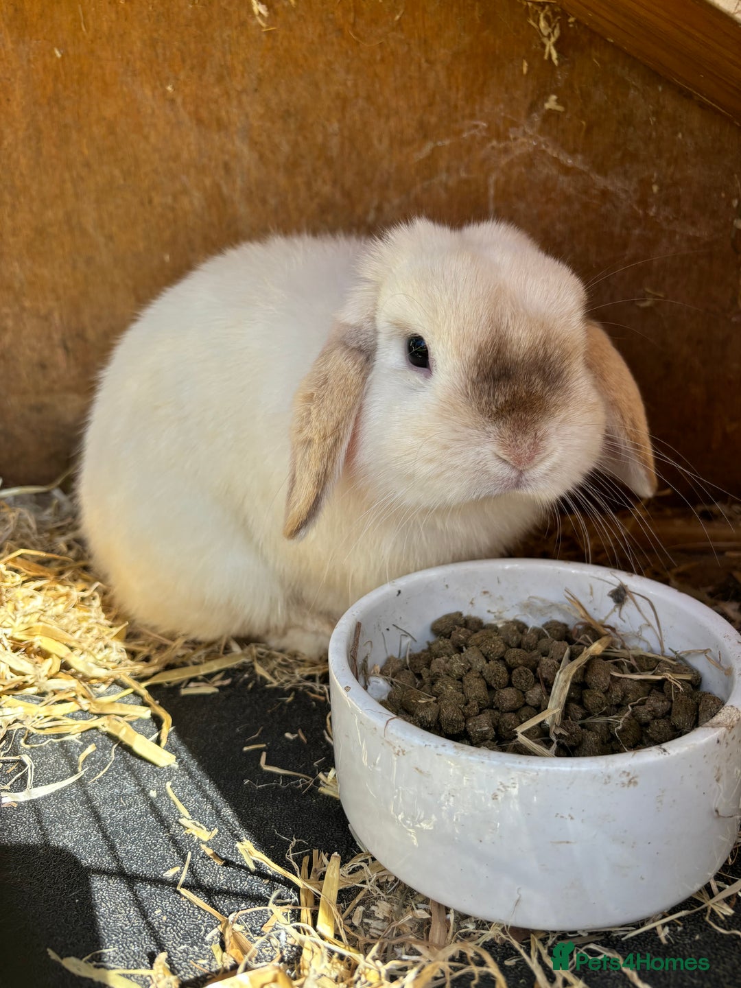 Mini Lop rabbits for sale: Two bonded bunnies - Image 6