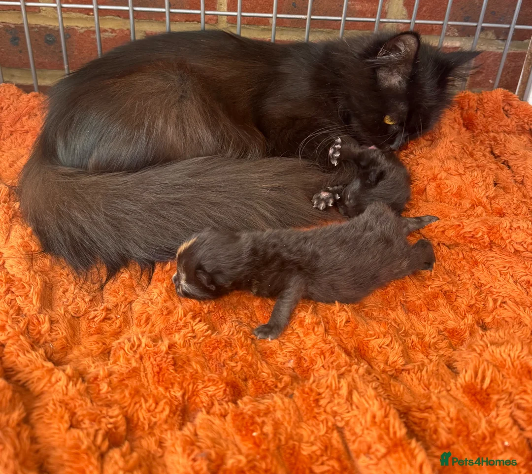 Norwegian Forest Cat cats for sale: Two little beauties super friendly & loving  - Advert 1