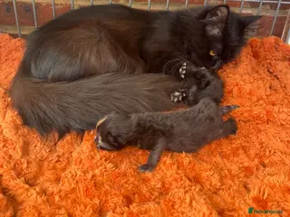 Norwegian Forest Cat cats Two little beauties super friendly & loving - Advert 5
