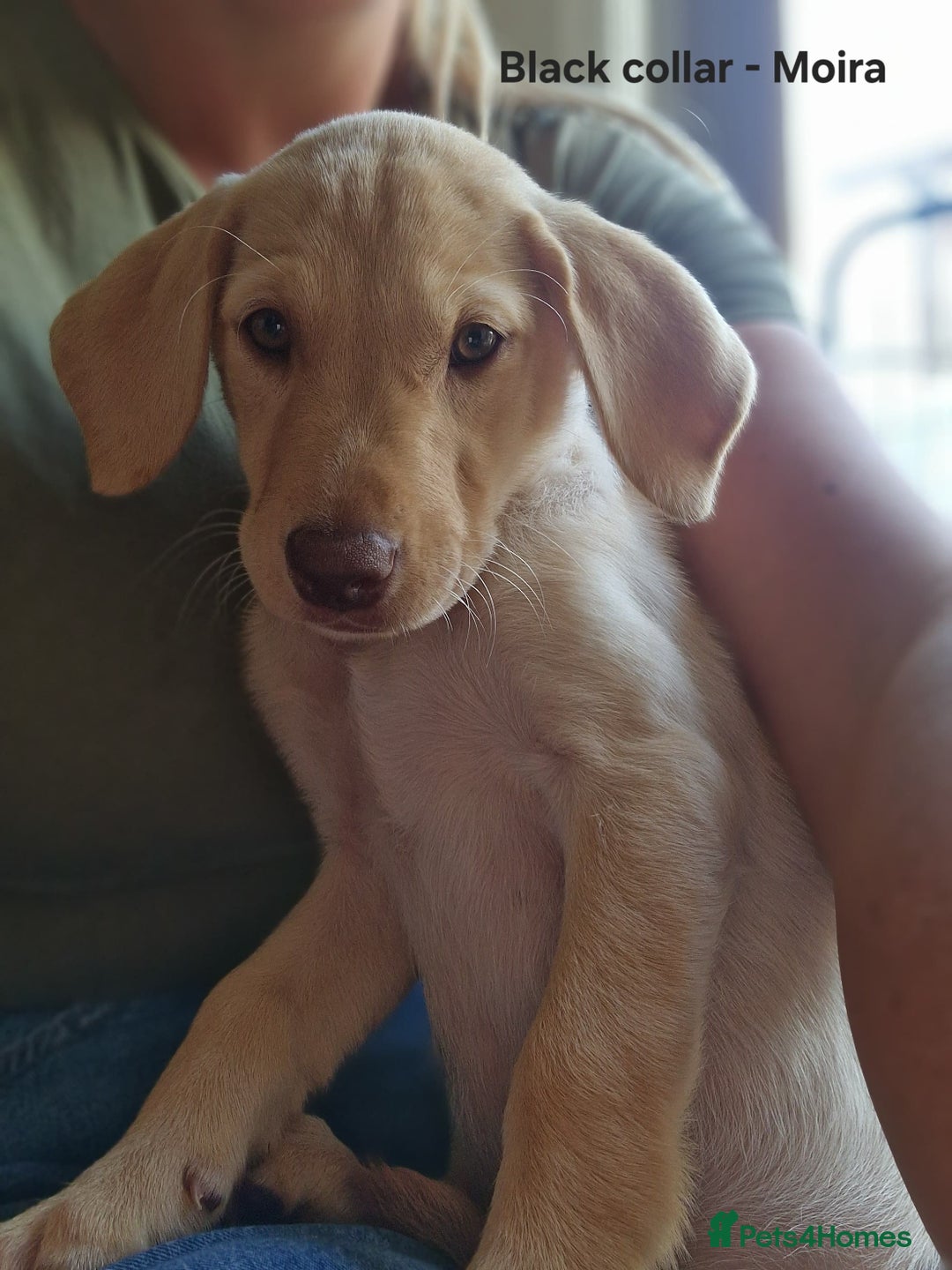 Labrador Retriever dogs for sale: Beautiful labrador puppies available now - Image 5