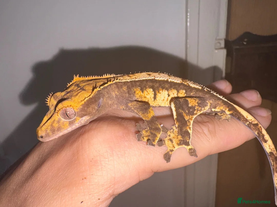 Gecko reptiles for sale: Crested geckos for sale! - Advert 2