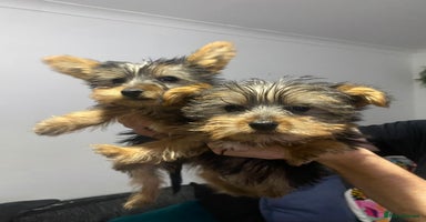 Yorkshire Terrier dogs - Advert 6