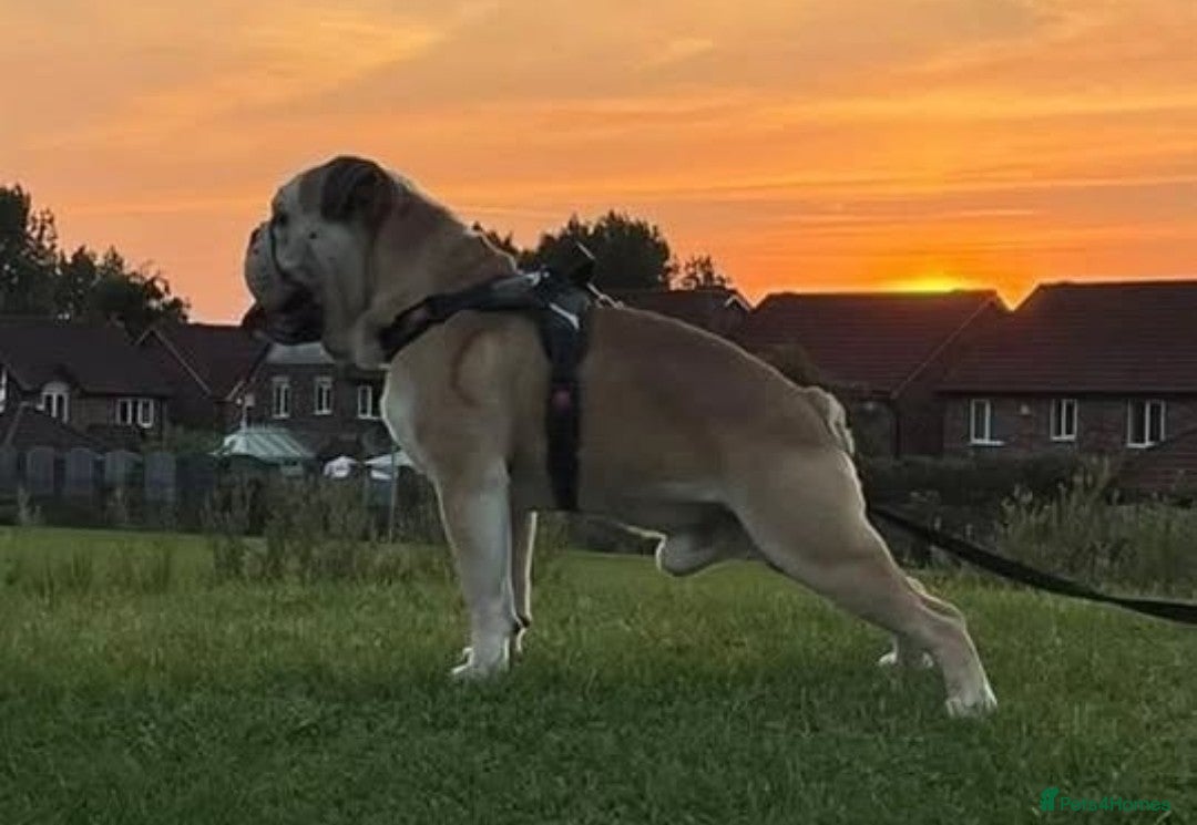 English Bulldog dogs for stud: Stud Dog  - Image 5
