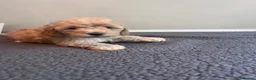 Cockapoo dogs for sale: 🐶 Beautiful F1B Cockapoo Puppies 🐶 - Advert 31