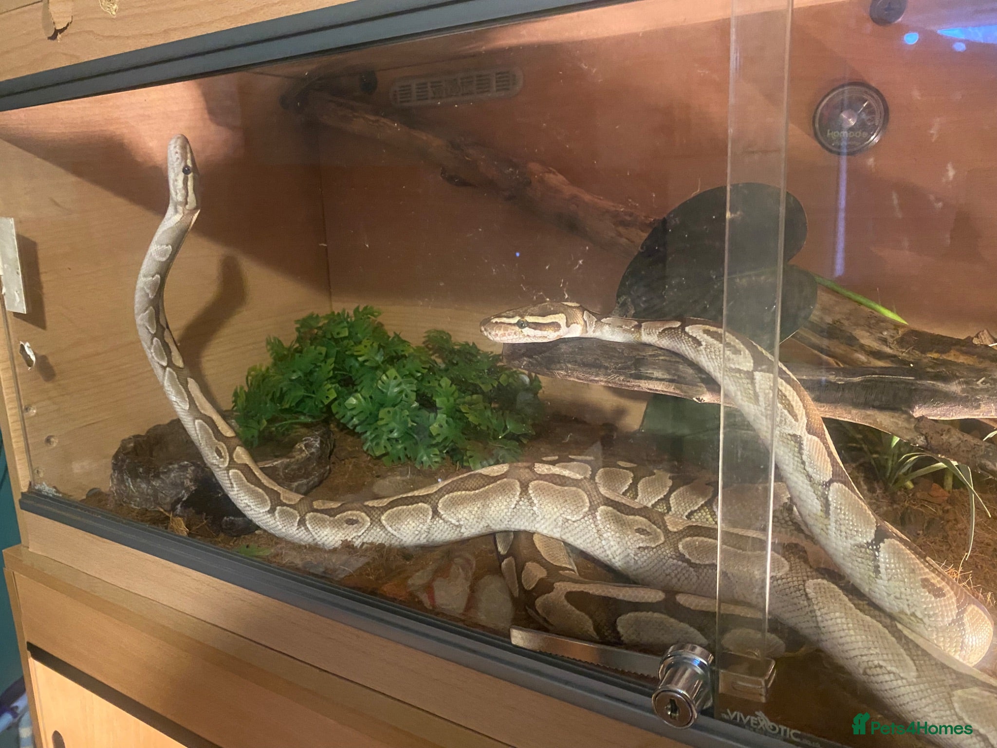 Python Snake reptiles Royal pythons  - Advert 1