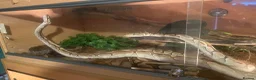 Python Snake reptiles for sale: Royal pythons  in Tenbury Wells - Advert 1
