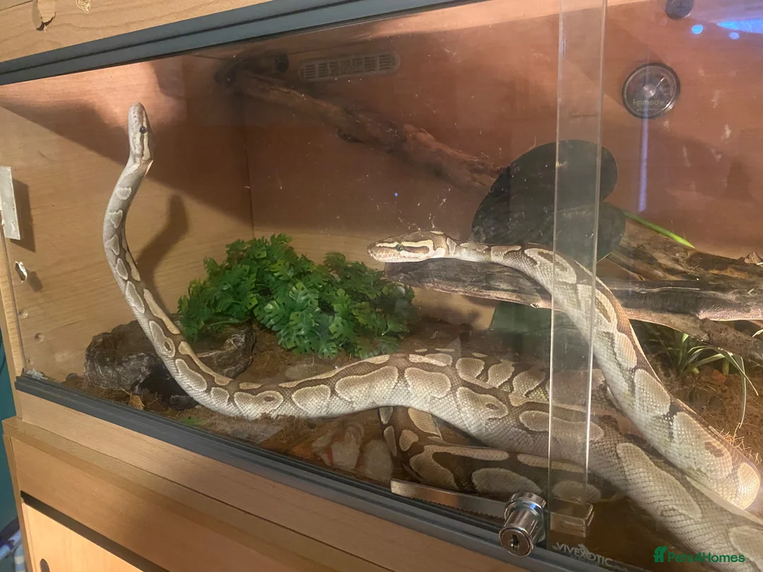 Python Snake reptiles for sale: Royal pythons  in Tenbury Wells - Advert 1