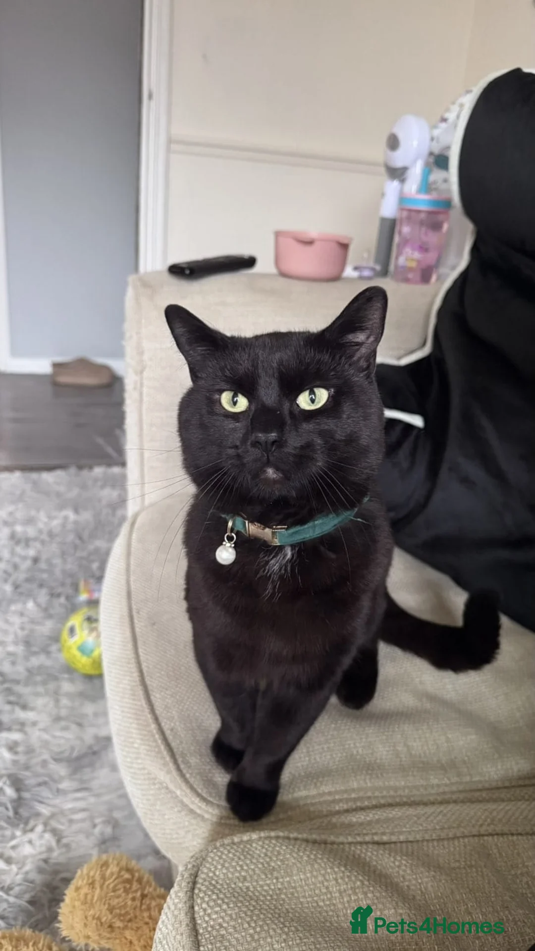Bombay cats for sale: Beautiful Bombay Male - Advert 1