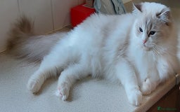 Ragdoll cats for sale: 🔥PRESTIGIOUS BEAST SIZE EU FEMALE🔥  - Advert 19