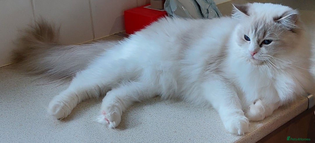 Ragdoll cats for sale: 🔥PRESTIGIOUS BEAST SIZE EU FEMALE🔥  - Advert 19
