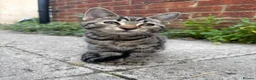 Mixed Breed cats for sale: Beautiful kittens  - Advert 3