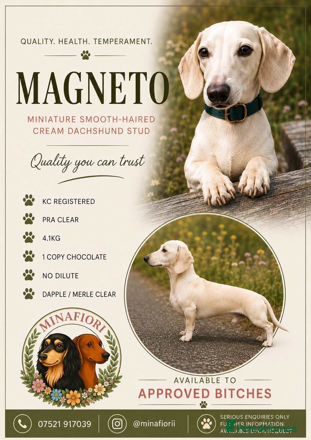 Miniature Dachshund dogs PALE CREAM MINI AT STUD - Advert 2