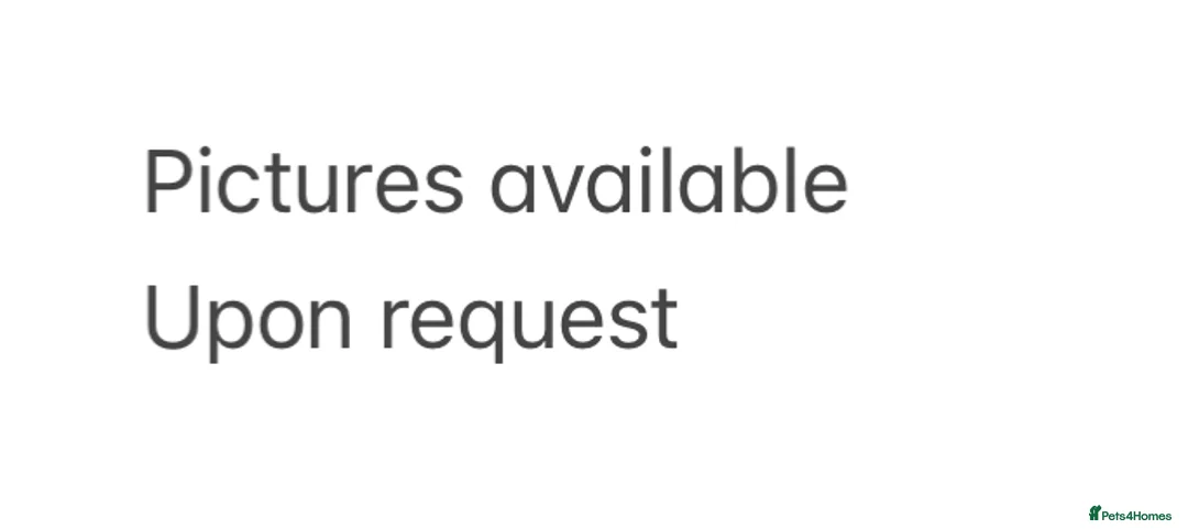 Goats livestock for sale: 1 x Pygmy cross 3x Pygmy castrated males  in Axminster - Advert 1