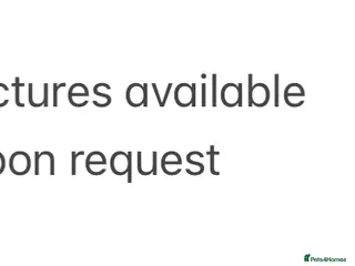 Goats livestock 1 x Pygmy cross 3x Pygmy castrated males - Advert 14