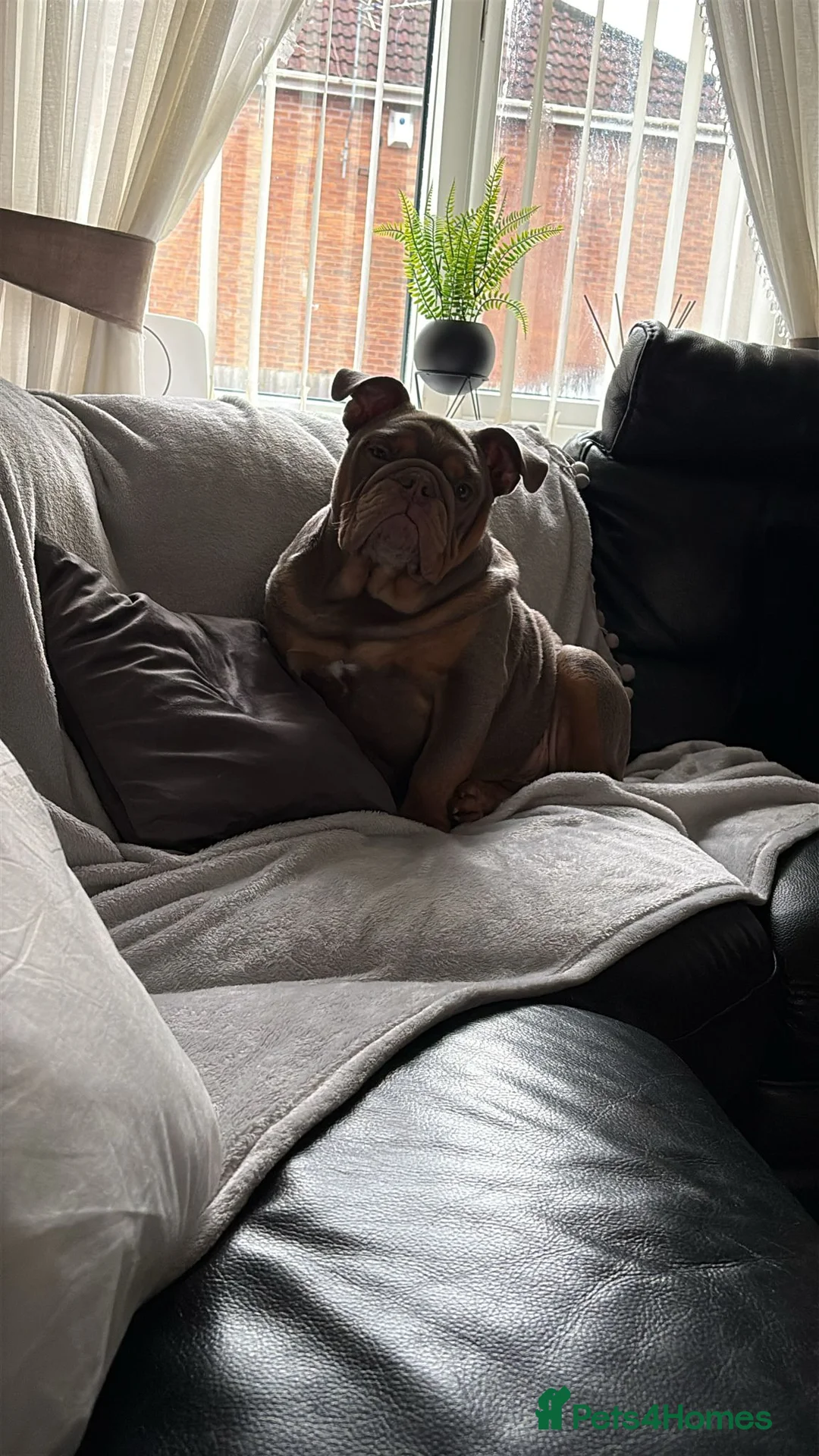 English Bulldog dogs for sale: Beautiful male kc reg english bulldog. in Winsford - Advert 2