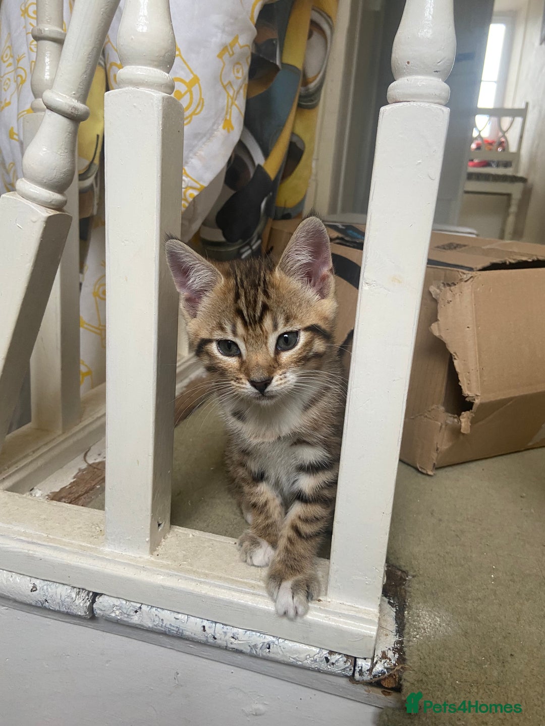 Bengal cats for sale: 3 BengalX kittens  - Image 17