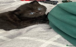 British Shorthair cats for sale: British shorthair/ tuexedo kittens  - Image 21