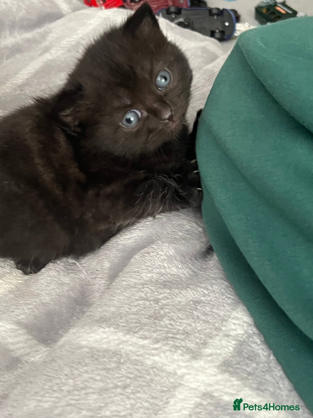 British Shorthair cats for sale: British shorthair/ tuexedo kittens  - Image 21