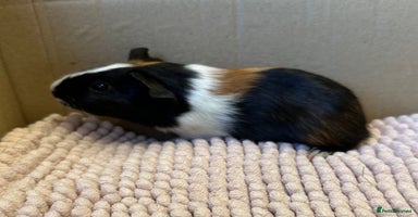 Guinea Pig rodents - Advert 6
