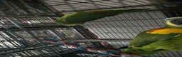 Parrots birds for sale: Amazon blue fronted parrots in Edgware - Advert 3