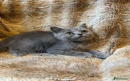 Scottish Fold cats for sale: Scottish fold kittens for sale - Image 2