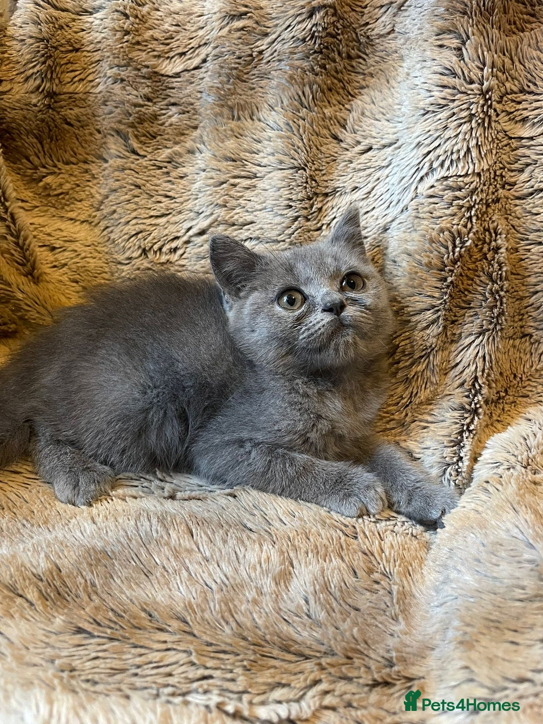 Scottish Fold cats for sale: Scottish fold kittens for sale - Image 2
