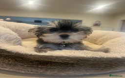 Mixed Breed dogs for sale: Beautiful female yorkie  - Advert 7