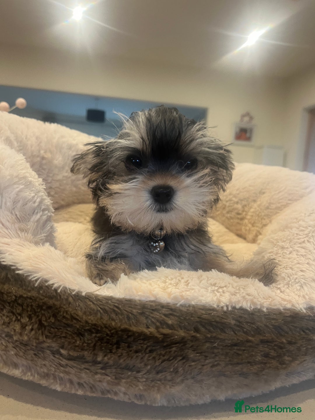 Mixed Breed dogs for sale: Beautiful female yorkie  - Advert 7