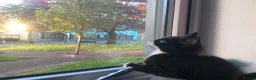 Mixed Breed cats for sale: ✨ Beautiful black & white kitten ✨ - Advert 4