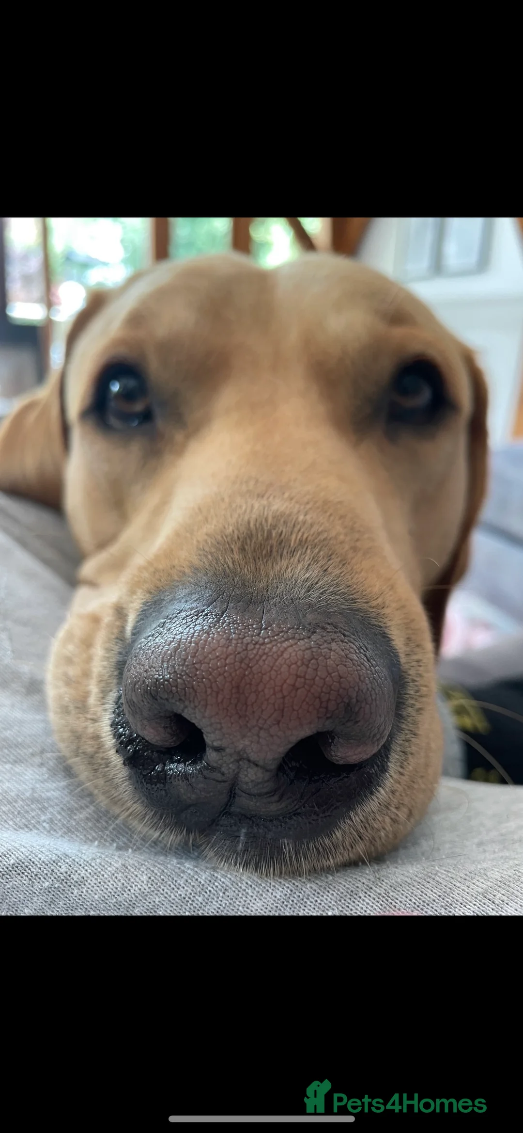 Labrador Retriever dogs for stud: Fox red Labrador for stud *first time* - Advert 2